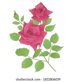 Composición floral. Ilustración vectorial con rama de rosas sobre fondo blanco
