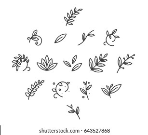 Floral Decoration Branch Leaf Plant Line  Stroke Icon Pictogram Symbol Set Collection