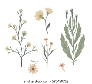 Floral decorative elements. Botanical illustrations. Vector clip art.