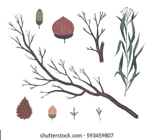Floral decorative elements. Botanical illustrations. Vector clip art.