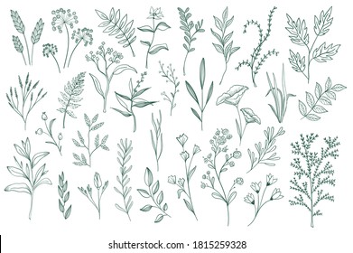 Floral decorative elements set. Botanical clipart isolated on white background. Green leaves, flowers and herbs vector illustration. Perfect for invitations, greeting cards, booklets and banners.