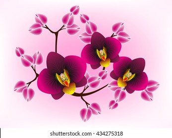 Floral design background, orchids.
