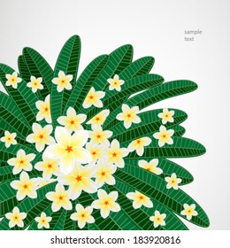 Floral design background. Plumeria flowers.