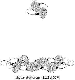 Floral design with bindweed on a white background. Vector illustration with place for text.  Greeting card, invitation or isolated elements for design.