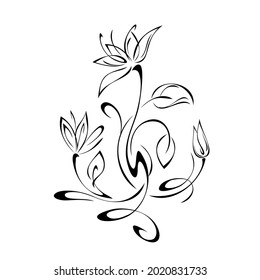 floral design with blooming flowers on stems with leaves and curls in black lines on a white background