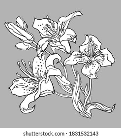 Floral design element with bouquet of full bloom Lily flowers isolated on grey background. Perfect for printing, postcard, wedding invitation, poster, home decor. Vector Illustration.
