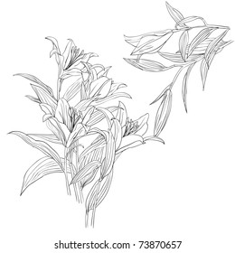 floral design element and hand-drawn , vector illustration