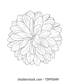 floral design element and hand-drawn , vector illustration