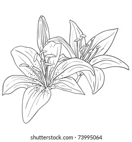 floral design element and hand-drawn , vector illustration