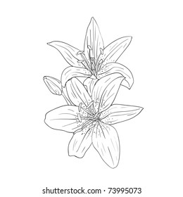 floral design element and hand-drawn , vector illustration