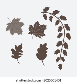 Floral design elements. Creative illustration.