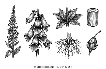Elementos de diseño florales. Digitalis flor, brote y hoja en estilo vintage grabado para carteles o diseño de envases