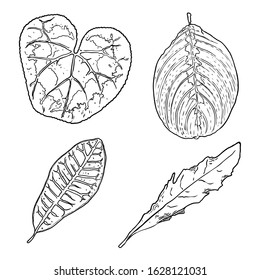 Floral design elements. Leaves with branches. Set of domestic greenery grass, home plant branches. Vector.
