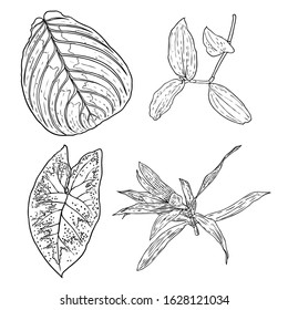 Floral design elements. Leaves with branches. Set of domestic greenery grass, home plant branches. Vector.
