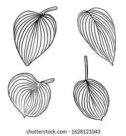 Floral design elements. Leaves with branches. Set of domestic greenery grass, home plant branches. Vector.