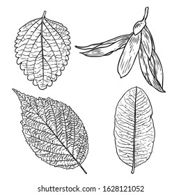 Floral design elements. Leaves with branches. Set of domestic greenery grass, home plant branches. Vector.