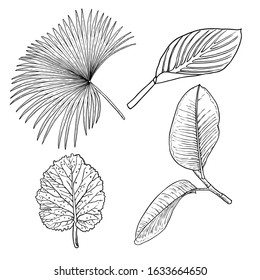 Floral design elements. Leaves with branches. Set of domestic greenery grass, home plant branches. Vector.