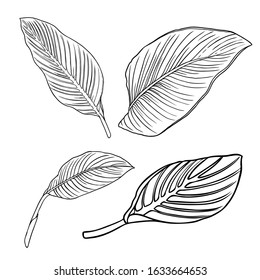 Floral design elements. Leaves with branches. Set of domestic greenery grass, home plant branches. Vector.