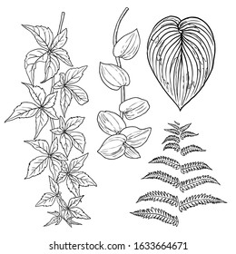 Floral design elements. Leaves with branches. Set of domestic greenery grass, home plant branches. Vector.