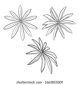  Blumendesign-Elemente. Blätter mit Ästen. Set von einheimischen Grüngras, Heimpflanzenzweige. Vektorillustration.