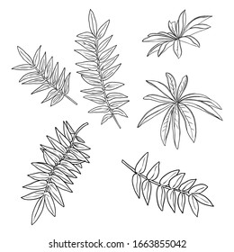 Floral design elements. Leaves with branches. Set of domestic greenery grass, home plant branches. Vector.