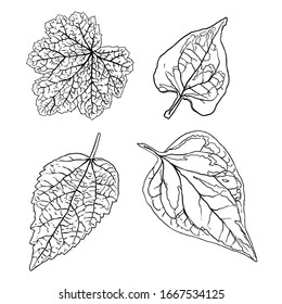 Floral design elements. Leaves with branches. Set of domestic greenery grass, home plant branches. Vector.