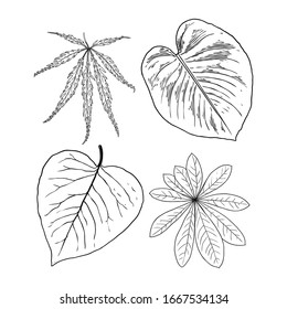 Floral design elements. Leaves with branches. Set of domestic greenery grass, home plant branches. Vector.