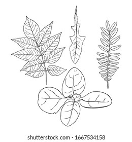 Elementos de diseño floral. Hojas con ramas. Conjunto de hierba de vegetación doméstica, ramas de plantas domésticas. Vector.