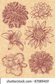 floral design elements set, engraved retro style. vector illustration