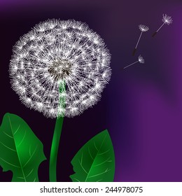 Floral design. Fluffy dandelion for the template card, invitation. poster or brochure.