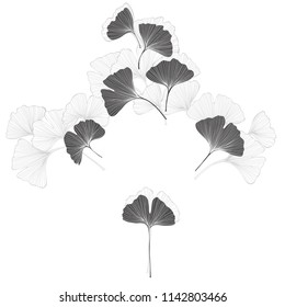 Floral design with ginkgo biloba on a white background. Vector illustration with place for text.  Greeting card, invitation or isolated elements for design.