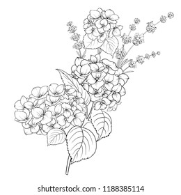 Floral design of lavender and hydrangea isolated over white background. Spring bouquet of flowers in line sketch style. Vector illustration