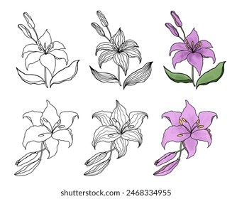 Floral design lilly flower line art, silhouette and watercolor set, hand drawn line art for invitations or wedding card.