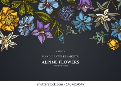 Floral design on dark background with bellflower, edelweiss, globethistle, globeflower, meadow geranium, gentiana