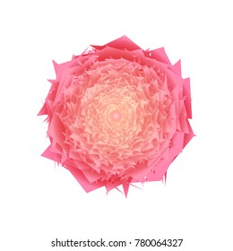 floral design and rose flower on white background