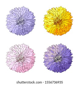 Floral design. Set with asters or chrysanthemums. Several variations of the elements for the design of invitations, cards. Flowers are hand-drawn and isolated on a white background.
