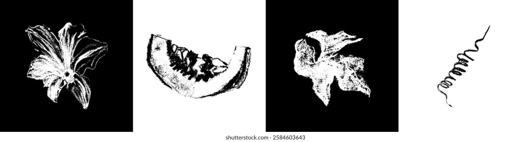 Conjunto de desenho floral de desenhos de abóbora desenhados à mão. Símbolo de abóbora vetorial. Ilustração de abóbora orgânica com desenho a carvão, textura de lápis doodle. Sinal de legumes vintage, esboço vegetativo