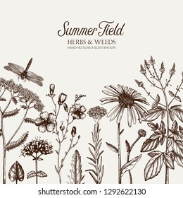 Floral design. Vector card with hand drawn herbs. Vintage garden or field plants illustration. Summer flowers and weeds. Medicines and cosmetics ingredients. Engraved style template.
