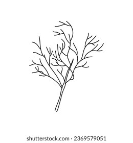 Floral doodle dill doodle icon. Garden plant. Hand drawn illustration isolated on white background