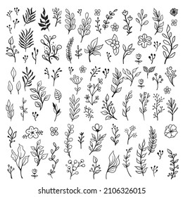 Floral doodle ornaments, hand drawn illustrations of branches and leaves. Nature decorative drawings.