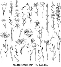 Floral Doodle Set Of Ink Drawn Herbs,leaves And Flowers, Sketch Of Wild Plants, Monochrome Black Line Drawing Collection,  Vector Illustration