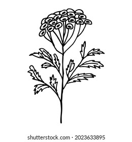 Floral doodle tansy. Wild meadow flower. Hand drawn illustration.