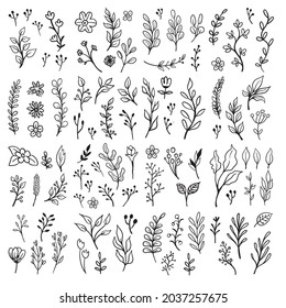Floral doodles graphic elements vector set. Flowers and plants hand drawn illustrations. 