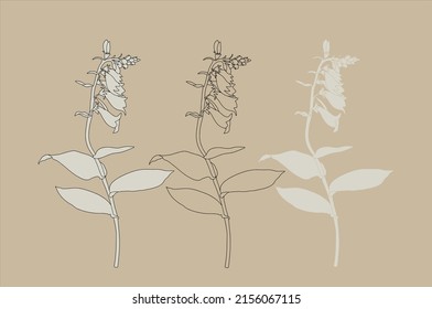 Floral drawings of foxglove. Black and white image on a beige background. Hand drawn botanical illustrations. Nature vector