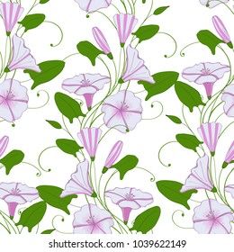 floral elegant background convolvulus. seamless tender pattern flower bindweed. Morning-glory endless feminine ornament.