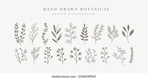 Floral element, hand drawn botanical vector illustration