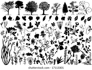 Floral element - plant, tree and ornament - big vector collection