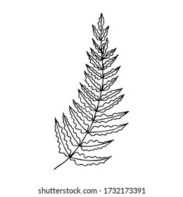 Floral element, vector hand drawn fern leaf
