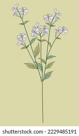 Elementos florales. Ramas, hojas, flores. Jardín, prado, colección de hojas, follaje, ramas. Ilustración vectorial en flor aislada en blanco.
