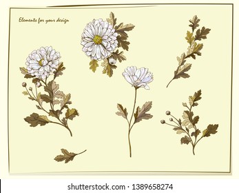 Floral elements for card design,  white chrysanthemum flower.